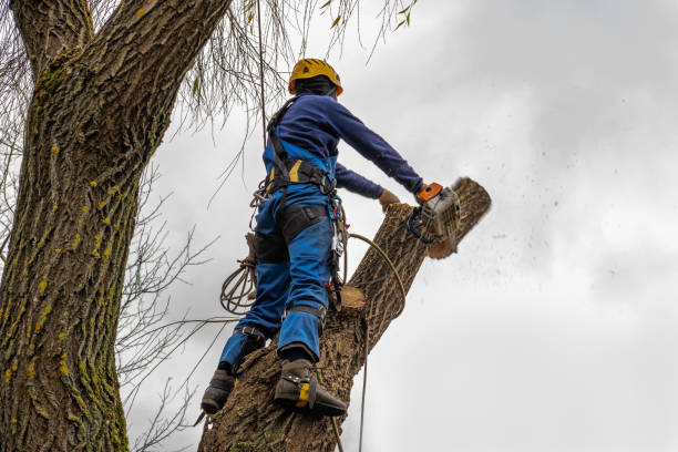 Mulching Services in Hockinson, WA